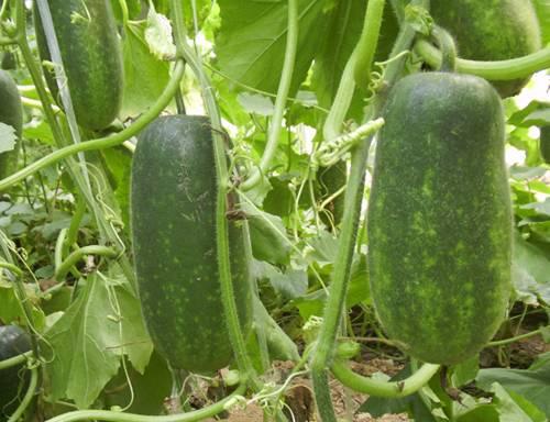 吃瓜百科,揭秘娱乐圈幕后真相与趣味故事